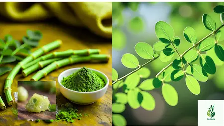 Miracle moringa tree and its benefits