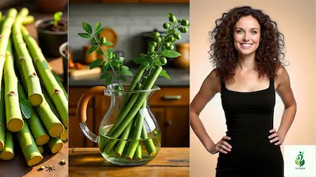 moringa sticks detox tea for fat burning